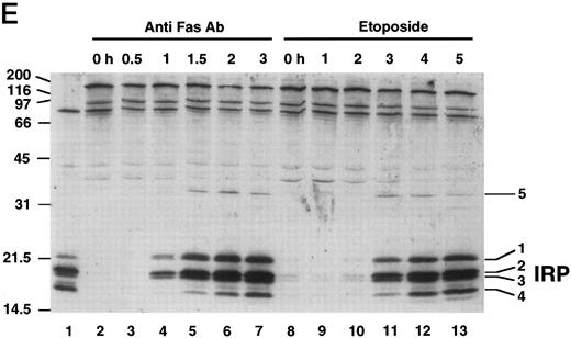 Fig. 1. Anti-Fas- and etoposide-induced apoptosis proceed through a common downstream pathway. (A) Wild-type Jurkat cells were incubated with 100 ng/mL 7C11 anti-Fas ( — ) or 68 μmol/L etoposide (- - - -) for the indicated times at 37°C. After DNA was stained with propidium iodide, hypodiploid cells were detected by flow cytometry. In additional experiments, appearance of Jurkat cells with subdiploid DNA content was observed after 6 hours of etoposide treatment at concentrations as low as 6.8 μmol/L (Fig 4B). (B) RT-PCR analysis of caspase expression in untreated Jurkat cells. Each lane contains one-tenth volume from the PCR reaction for the target mRNA indicated above the respective lane. Except caspases-1 and -5, which were amplified for 35 cycles, all reactions were amplified for 30 cycles. The lane marked β-actin (-RT) is a control PCR reaction using poly A+ RNA as template. The lack of a product in this lane confirms that the products observed in the other lanes are not derived from genomic DNA. (C through E) Cells were incubated with 100 ng/mL 7C11 anti-Fas or 68 μmol/L etoposide for the indicated times at 37°C. (C) Total cellular protein was subjected to SDS-PAGE, transferred to nitrocellulose, and probed with antibodies that recognize PARP, laminB1 , and procaspase-2, -3, and -7. Arrowheads indicate specific cleavage products. / (D) Cytosolic extracts were assayed for DEVD-AFC, VEID-AFC, and YVAD-AFC cleavage activities. Control experiments indicated that YVAD-AFC cleavage activity could be readily detected in cytosol from THP.1 cells. (E) Cytosolic extracts were incubated with 1 μmol/L Z-EK (bio)D-amok, subjected to SDS-PAGE, transferred to nitrocellulose, and probed with peroxidase-conjugated streptavidin. Lane 1, cytosol from etoposide-treated HL-60 cells showing the previously described IRPs that label with Z-EK(bio)D-amok.11