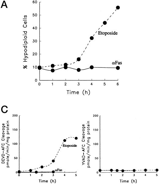 Fig. 3. Etoposide induces apoptosis in Fas-resistant JM3A5 cells. The Fas-resistant Jurkat subline JM3A5 was treated with 100 ng/mL 7C11 anti-Fas ( — ) or 68 μmol/L etoposide (- - - -) for the indicated times at 37°C. (A) Cells were examined by flow cytometry to detect subdiploid cells as described in Fig 1A. (B) Whole cell lysates were subjected to SDS-PAGE and immunoblotting using the antibodies described in Fig 1C. Arrowheads indicate locations of specific cleavage products. (C) DEVD-AFC and YVAD-AFC cleavage activities in cytosolic extracts were assayed as described in Materials and Methods.