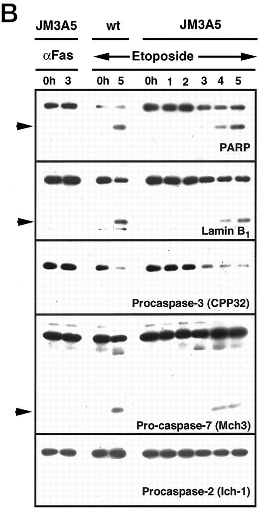 Fig. 3. Etoposide induces apoptosis in Fas-resistant JM3A5 cells. The Fas-resistant Jurkat subline JM3A5 was treated with 100 ng/mL 7C11 anti-Fas ( — ) or 68 μmol/L etoposide (- - - -) for the indicated times at 37°C. (A) Cells were examined by flow cytometry to detect subdiploid cells as described in Fig 1A. (B) Whole cell lysates were subjected to SDS-PAGE and immunoblotting using the antibodies described in Fig 1C. Arrowheads indicate locations of specific cleavage products. (C) DEVD-AFC and YVAD-AFC cleavage activities in cytosolic extracts were assayed as described in Materials and Methods.