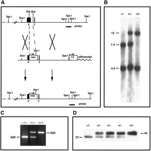 Fig. 1. TFPI gene-disruption in mice. (A) TFPI replacement construct and partial restriction map of the endogenous locus. Exon 4 encodes the Kunitz-1 domain of mouse TFPI. neo, neomycin phosphotransferase gene; tk, thymidine kinase gene; Bst, Bst1107I; probe, TFPI-specific probe used in Southern analysis. (B) Southern blot confirmation of TFPI gene disruption. The probe indicated in (A) was used to probe Sac I digests of tail DNA from mutant and nonmutant mice (genotype listed). This probe detects DNA fragments of 12 and 4 kb in the wild-type allele and fragments of 7.5 and 4 kb in the disrupted allele. (C) RT-PCR demonstration of the production of two TFPI mRNAs in TFPIK1(+/−) mice. One PCR product (620 bp) encodes wild-type TFPI, the other (420 bp) encodes TFPIdesK1 , an altered form of TFPI in which the first Kunitz domain (encoded by exon 4 of the TFPI gene) has been deleted. (D) Western blot analysis of plasma TFPI in wild-type and mutant mice (genotype listed). The protein band at 43,000 MW represents wild-type TFPI; an additional form of TFPI (TFPIdesK1 ) at 37,000 MW is apparent in the plasma from TFPIK1(+/−) mice and a TFPIK1(−/−) mouse.