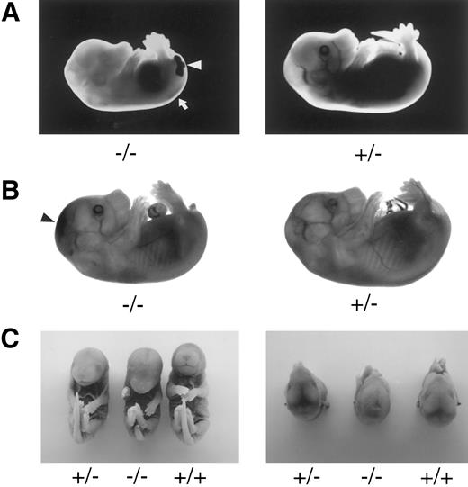 Fig. 4. Late-gestation embryos. TFPIK1 genotypes are indicated. (A) Pale, stunted TFPIK1(−/−) E14.5 embryo with hemorrhage in the central canal of the spinal cord (arrow) and tail (arrowhead). (B) TFPIK1(−/−) E16.5 embryo with intercranial hemorrhage (arrowhead) and short, kinked tail; note absence of blood in vasculature. (C) E18.5 embryos. Note short tail, paucity of blood in cranial venous sinuses, and sunken cranial fontenelle in the TFPIK1(−/−) embryo. Microscopic sections of this animal showed intercranial hemorrhage and degeneration of brain tissue.
