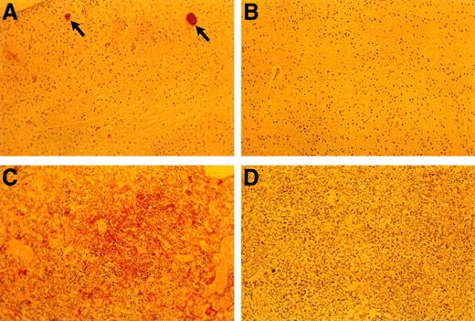 Fig. 5. Anti-fibrin(ogen) staining of E18.5 embryonic tissues. (A) Brain of TFPIK1(−/−) embryo. Arrows denote two small vessels with apparent fibrin thrombi. (B) Brain of TFPIK1(+/−) embryo. (C) Diffuse anti-fibrin(ogen) staining within the interstitia of the liver of a TFPIK1(−/−) embryo. (D) Liver of TFPIK1(+/−) embryo.