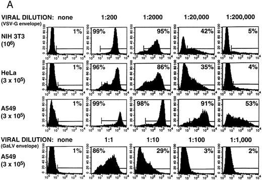 Fig. 1. Retroviral titration. NIH 3T3, HeLa, and A549 cells were plated the day before infection and cultured overnight with serial dilutions of the virus stocks, as described in Materials and Methods. The target cell numbers were counted at the beginning of the infection in one replicate well. (A) FACS analysis of cells 4 days after infection. The percentage of NTP+ cells is indicated in each quadrant. (B) Southern blot analysis of genomic DNA extracted from NIH 3T3 and A549 cells 7 days after infection. The DNA was digested with Nhe I and analyzed with a radiolabeled NTP probe. Samples corresponding to the 1, 10−1, 10−2, and 10−3 dilutions are loaded from left to right. On the left are two samples obtained from clones bearing one and two copies of the vector. EB, endogenous bands.