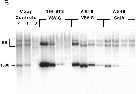 Fig. 1. Retroviral titration. NIH 3T3, HeLa, and A549 cells were plated the day before infection and cultured overnight with serial dilutions of the virus stocks, as described in Materials and Methods. The target cell numbers were counted at the beginning of the infection in one replicate well. (A) FACS analysis of cells 4 days after infection. The percentage of NTP+ cells is indicated in each quadrant. (B) Southern blot analysis of genomic DNA extracted from NIH 3T3 and A549 cells 7 days after infection. The DNA was digested with Nhe I and analyzed with a radiolabeled NTP probe. Samples corresponding to the 1, 10−1, 10−2, and 10−3 dilutions are loaded from left to right. On the left are two samples obtained from clones bearing one and two copies of the vector. EB, endogenous bands.