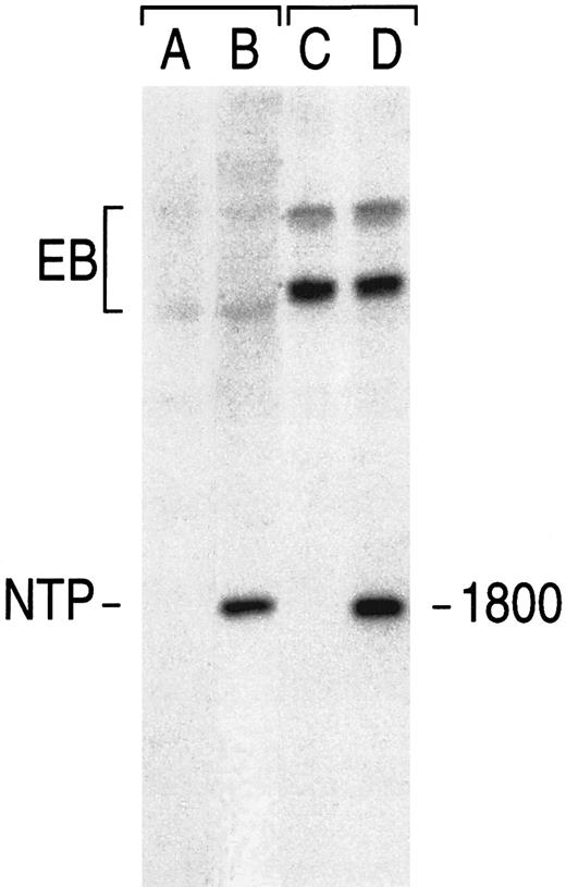 Fig. 3. Detection by Southern blot analysis of a vector sequence in sorted human primary T lymphocytes. Cells infected with GaLV-virions bearing the NTP vector were sorted based on binding of the 20.4 monoclonal antibody. See text for transduction and staining conditions. Genomic DNA was digested with Nhe I. Blots were probed with radiolabeled NTP cDNA. In control lanes (left), the signal corresponds to 1 vector copy per cell in NIH 3T3 fibroblasts (A, noninfected NIH 3T3; B, NTP). In the right lanes, the signal found in noninfected human T lymphocytes (C) and in sorted NTP+ lymphocytes (D). The endogenous bands (EB), which differ between mouse and human DNA, show the even loading of each sample.