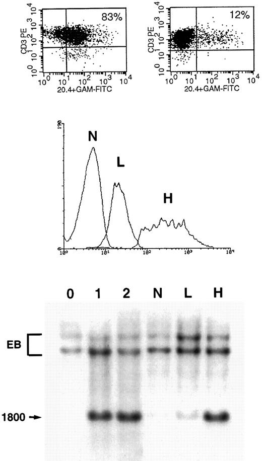 Fig. 4. Gene transfer in primary T lymphocytes infected with VSV-G–coated virions. (Upper panel) One million lymphocytes were infected with VSV-G virions at a multiplicity of infection of 100 as described in Fig 2. Cells were analyzed for NTP expression 3 days after infection (left panel) and 10 days after infection (right panel). (Middle panel) CD3+ cells were sorted on day 4 in three groups: NTP− cells (N), NTPlo cells (L), and NTPhi cells (H). (Lower panel) Southern blot analysis of the three sorted fractions. See Figs 1 and 3 for assay conditions and copy number controls. The N fraction shows virtually no vector signal. The L fraction shows a faint band, indicating that a majority of the cells in this fraction do not have integrated viral sequences. The H fraction shows a strong signal, corresponding to about 1 vector copy per cell.