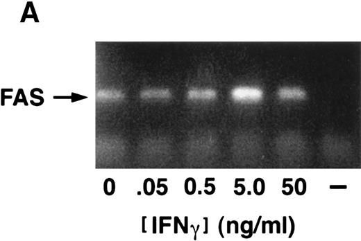 Fig. 2. IFN-γ induces fas expression in normal human CD34+ cells. (A) RT-PCR analysis of RNA obtained from cells exposed for 6 hours to various doses of IFN-γ are shown. Fas is expressed constitutively and mRNA increases slightly with all doses of IFN-γ tested except the highest which suppressed fas RNA. (B) Fas immunoblot: CD34+ cells were incubated in the absence (lane 1) or presence (lane 2) of IFN-γ for 6 hours. Each lane was loaded with 50 μg of protein from whole cell lysates. (C) Flow cytometry: Flow cytometric analysis of surface fas expression on CD34+ cells purified from normal BM. The horizontal axis illustrates linear fluorescence intensity, and the vertical axis indicates absolute cell number. The dotted line represents CD34+ cells cultured without IFN-γ exposed to the isotypic control antibody, the dot-dashed line shows fas expression in CD34+ cells cultured in the absence of IFN-γ. The shaded histogram indicates fas expression by CD34+ cells exposed to 100 ng/mL IFN-γ for 18 hours. Treatment of cells with 1,000 ng/mL IFN-γ yielded an identical histogram. (D) IFN-γ primes the fas pathway in human CD34+ cells. Results of one representative experiment (of three separate experiments) is shown. Human CD34+ cells exposed to various doses of IFN-γ for 60 minutes followed by exposure to antihuman fas monoclonal antibodies (“anti-fas,” ▪), or isotype control antibodies (“control,” □), for 3 hours were suspended in methylcellulose medium containing the same dose of IFN-γ. CFU-GM (not shown) and BFU-E (mean ± SD of triplicate plates) were counted on day 14 of culture. In the absence of IFN (control) BFU-E were 154 ± 14/5,000 CD34+ cells. Although IFN-γ suppresses clonal growth of normal BFU-E, the addition of anti-fas augments clonal inhibition by IFN-γ, particularly at IFN levels above 0.5 ng/mL.