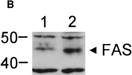 Fig. 2. IFN-γ induces fas expression in normal human CD34+ cells. (A) RT-PCR analysis of RNA obtained from cells exposed for 6 hours to various doses of IFN-γ are shown. Fas is expressed constitutively and mRNA increases slightly with all doses of IFN-γ tested except the highest which suppressed fas RNA. (B) Fas immunoblot: CD34+ cells were incubated in the absence (lane 1) or presence (lane 2) of IFN-γ for 6 hours. Each lane was loaded with 50 μg of protein from whole cell lysates. (C) Flow cytometry: Flow cytometric analysis of surface fas expression on CD34+ cells purified from normal BM. The horizontal axis illustrates linear fluorescence intensity, and the vertical axis indicates absolute cell number. The dotted line represents CD34+ cells cultured without IFN-γ exposed to the isotypic control antibody, the dot-dashed line shows fas expression in CD34+ cells cultured in the absence of IFN-γ. The shaded histogram indicates fas expression by CD34+ cells exposed to 100 ng/mL IFN-γ for 18 hours. Treatment of cells with 1,000 ng/mL IFN-γ yielded an identical histogram. (D) IFN-γ primes the fas pathway in human CD34+ cells. Results of one representative experiment (of three separate experiments) is shown. Human CD34+ cells exposed to various doses of IFN-γ for 60 minutes followed by exposure to antihuman fas monoclonal antibodies (“anti-fas,” ▪), or isotype control antibodies (“control,” □), for 3 hours were suspended in methylcellulose medium containing the same dose of IFN-γ. CFU-GM (not shown) and BFU-E (mean ± SD of triplicate plates) were counted on day 14 of culture. In the absence of IFN (control) BFU-E were 154 ± 14/5,000 CD34+ cells. Although IFN-γ suppresses clonal growth of normal BFU-E, the addition of anti-fas augments clonal inhibition by IFN-γ, particularly at IFN levels above 0.5 ng/mL.