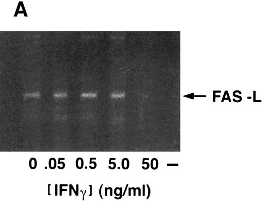 Fig. 5. Fas-ligand expression in CD34+ cells. (A) RT-PCR of cells exposed to various doses of IFN-γ showed constitutive expression, no inductive effect of IFN-γ, and repression of fas-L at the 50 ng/mL dose. (B) Immunoblot of CD34+ cell lysates probed with anti-fas-L antibody. CD34+ cells were incubated in the absence (lanes 1 and 3) or presence (lanes 2 and 4) of IFN-γ for 24 hours (lanes 1 and 2) or 48 hours (lanes 3 and 4). (Each lane was loaded with 50 μg total protein.)