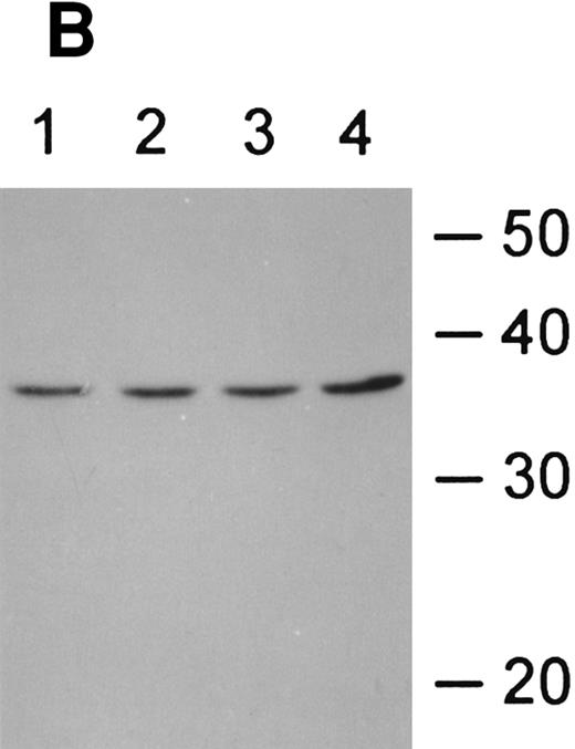Fig. 5. Fas-ligand expression in CD34+ cells. (A) RT-PCR of cells exposed to various doses of IFN-γ showed constitutive expression, no inductive effect of IFN-γ, and repression of fas-L at the 50 ng/mL dose. (B) Immunoblot of CD34+ cell lysates probed with anti-fas-L antibody. CD34+ cells were incubated in the absence (lanes 1 and 3) or presence (lanes 2 and 4) of IFN-γ for 24 hours (lanes 1 and 2) or 48 hours (lanes 3 and 4). (Each lane was loaded with 50 μg total protein.)