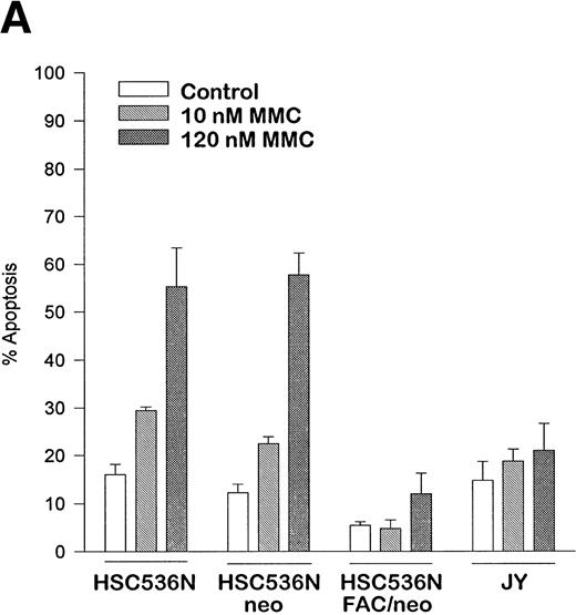 Fig. 6. The product of the FAC gene does not directly inactivate the fas pathway. B-cell lines from normal volunteers and isogenic cell lines from children with FA-C were exposed to mitomycin C, or to agonistic anti-fas antibodies, and were analyzed for apoptosis using the TUNEL assay. Results are expressed as percent apoptotic cells (mean ± SD). (A) Mitomycin C hypersensitivity was noted in FAC mutant cells (HSC536N). HSC536N cells transduced with a retroviral vector expressing only the neomycin phosphotransferase gene (HSC536N/neo) were also hypersensitive. Transduction of normal FAC cDNA (HSC536N/FAC/neo) corrects mitomycin C–induced apoptosis in FAC cells. JY cells are EBV-transformed cells from a normal volunteer. (B) Exposure of the isogenic cells to agonistic anti-fas antibody induced substantial apoptosis (quantified 48 hours after exposure to the antibody) in all three of the isogenic sets (only one is shown here). (C) Flow cytometric analysis of the isogenic cells shown in (B) indicated that fas expression in HSC536N and HSC536N/neo was similar to that of normal EBV-transformed cells and the corrected FA-C cells (HSC536N FAC/neo). The group of low-intensity peaks in the histogram (on the left) represent binding of an isotypic control antibody with each of the four cell types; the high-intensity group on the right shows binding of an anti-fas antibody with the same cell lines. (D) Kinetics of Stat1 phosphorylation differed between isogenic lines. Shown is an immunoblot analysis of phosphorylated Stat1 0, 15, 30, and 60 minutes after exposure of the cell lines to IFN-γ. JY and the complemented FA-C cells (HSC536N fac ) demonstrate a normal inductive response that declines after 30 minutes. HSC536N neo and HSC536N cells show constitutive phosphorylation of Stat1, largely the β splice form, a minor inductive effect of IFN-γ on Stat1α, and persistence of the phosphoprotein for more than 60 minutes after exposure to IFN-γ.