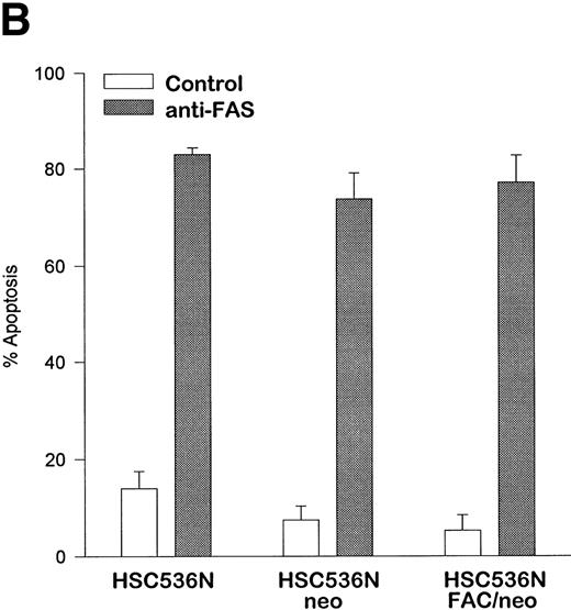 Fig. 6. The product of the FAC gene does not directly inactivate the fas pathway. B-cell lines from normal volunteers and isogenic cell lines from children with FA-C were exposed to mitomycin C, or to agonistic anti-fas antibodies, and were analyzed for apoptosis using the TUNEL assay. Results are expressed as percent apoptotic cells (mean ± SD). (A) Mitomycin C hypersensitivity was noted in FAC mutant cells (HSC536N). HSC536N cells transduced with a retroviral vector expressing only the neomycin phosphotransferase gene (HSC536N/neo) were also hypersensitive. Transduction of normal FAC cDNA (HSC536N/FAC/neo) corrects mitomycin C–induced apoptosis in FAC cells. JY cells are EBV-transformed cells from a normal volunteer. (B) Exposure of the isogenic cells to agonistic anti-fas antibody induced substantial apoptosis (quantified 48 hours after exposure to the antibody) in all three of the isogenic sets (only one is shown here). (C) Flow cytometric analysis of the isogenic cells shown in (B) indicated that fas expression in HSC536N and HSC536N/neo was similar to that of normal EBV-transformed cells and the corrected FA-C cells (HSC536N FAC/neo). The group of low-intensity peaks in the histogram (on the left) represent binding of an isotypic control antibody with each of the four cell types; the high-intensity group on the right shows binding of an anti-fas antibody with the same cell lines. (D) Kinetics of Stat1 phosphorylation differed between isogenic lines. Shown is an immunoblot analysis of phosphorylated Stat1 0, 15, 30, and 60 minutes after exposure of the cell lines to IFN-γ. JY and the complemented FA-C cells (HSC536N fac ) demonstrate a normal inductive response that declines after 30 minutes. HSC536N neo and HSC536N cells show constitutive phosphorylation of Stat1, largely the β splice form, a minor inductive effect of IFN-γ on Stat1α, and persistence of the phosphoprotein for more than 60 minutes after exposure to IFN-γ.