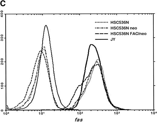 Fig. 6. The product of the FAC gene does not directly inactivate the fas pathway. B-cell lines from normal volunteers and isogenic cell lines from children with FA-C were exposed to mitomycin C, or to agonistic anti-fas antibodies, and were analyzed for apoptosis using the TUNEL assay. Results are expressed as percent apoptotic cells (mean ± SD). (A) Mitomycin C hypersensitivity was noted in FAC mutant cells (HSC536N). HSC536N cells transduced with a retroviral vector expressing only the neomycin phosphotransferase gene (HSC536N/neo) were also hypersensitive. Transduction of normal FAC cDNA (HSC536N/FAC/neo) corrects mitomycin C–induced apoptosis in FAC cells. JY cells are EBV-transformed cells from a normal volunteer. (B) Exposure of the isogenic cells to agonistic anti-fas antibody induced substantial apoptosis (quantified 48 hours after exposure to the antibody) in all three of the isogenic sets (only one is shown here). (C) Flow cytometric analysis of the isogenic cells shown in (B) indicated that fas expression in HSC536N and HSC536N/neo was similar to that of normal EBV-transformed cells and the corrected FA-C cells (HSC536N FAC/neo). The group of low-intensity peaks in the histogram (on the left) represent binding of an isotypic control antibody with each of the four cell types; the high-intensity group on the right shows binding of an anti-fas antibody with the same cell lines. (D) Kinetics of Stat1 phosphorylation differed between isogenic lines. Shown is an immunoblot analysis of phosphorylated Stat1 0, 15, 30, and 60 minutes after exposure of the cell lines to IFN-γ. JY and the complemented FA-C cells (HSC536N fac ) demonstrate a normal inductive response that declines after 30 minutes. HSC536N neo and HSC536N cells show constitutive phosphorylation of Stat1, largely the β splice form, a minor inductive effect of IFN-γ on Stat1α, and persistence of the phosphoprotein for more than 60 minutes after exposure to IFN-γ.