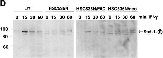 Fig. 6. The product of the FAC gene does not directly inactivate the fas pathway. B-cell lines from normal volunteers and isogenic cell lines from children with FA-C were exposed to mitomycin C, or to agonistic anti-fas antibodies, and were analyzed for apoptosis using the TUNEL assay. Results are expressed as percent apoptotic cells (mean ± SD). (A) Mitomycin C hypersensitivity was noted in FAC mutant cells (HSC536N). HSC536N cells transduced with a retroviral vector expressing only the neomycin phosphotransferase gene (HSC536N/neo) were also hypersensitive. Transduction of normal FAC cDNA (HSC536N/FAC/neo) corrects mitomycin C–induced apoptosis in FAC cells. JY cells are EBV-transformed cells from a normal volunteer. (B) Exposure of the isogenic cells to agonistic anti-fas antibody induced substantial apoptosis (quantified 48 hours after exposure to the antibody) in all three of the isogenic sets (only one is shown here). (C) Flow cytometric analysis of the isogenic cells shown in (B) indicated that fas expression in HSC536N and HSC536N/neo was similar to that of normal EBV-transformed cells and the corrected FA-C cells (HSC536N FAC/neo). The group of low-intensity peaks in the histogram (on the left) represent binding of an isotypic control antibody with each of the four cell types; the high-intensity group on the right shows binding of an anti-fas antibody with the same cell lines. (D) Kinetics of Stat1 phosphorylation differed between isogenic lines. Shown is an immunoblot analysis of phosphorylated Stat1 0, 15, 30, and 60 minutes after exposure of the cell lines to IFN-γ. JY and the complemented FA-C cells (HSC536N fac ) demonstrate a normal inductive response that declines after 30 minutes. HSC536N neo and HSC536N cells show constitutive phosphorylation of Stat1, largely the β splice form, a minor inductive effect of IFN-γ on Stat1α, and persistence of the phosphoprotein for more than 60 minutes after exposure to IFN-γ.