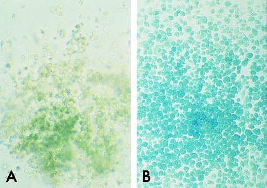 Fig. 2. β-gal Histochemical staining of GM colonies from ROSA 26 and B6/129 F2 BM. GM colonies on an agar base were incubated in the presence of X-gal. A GM colony from B6/129 F2 marrow shows no blue staining, indicating the absence of β-gal activity (A). A GM colony from ROSA 26 marrow stains uniformly bright blue (B).