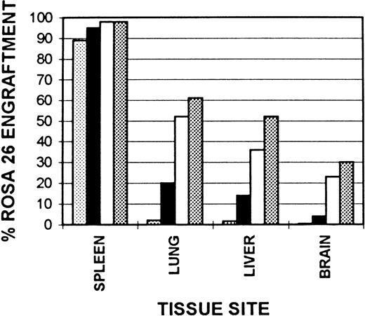 Fig. 7. Kinetics of tissue macrophage and microglial engraftment. Cryostat sections of spleen, lung, liver, and brain from B6/129 F2 animals transplanted with ROSA 26 BM were histochemically stained to show the presence of β-gal expressing ROSA 26 origin cells followed by immunocytochemical staining with the antibodies F4/80 and M1/70 directed against mouse macrophage markers. A percent engraftment with ROSA 26 origin cells was calculated using the formula: % Engraftment = β-Gal+ Macrophages/Total Macrophages. Macrophages were enumerated on three representative sections each from three transplanted animals at every time point. (▧), 1 month, (▪), 2 months; (□), 6 months; (▧), 1 year.