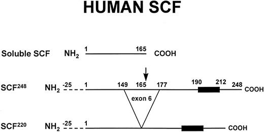Fig. 1. Soluble and transmembrane forms of human SCF. The primary proteolytic cleavage site of SCF248 in exon 6 is indicated by the arrow. Cleavage at this site generates the soluble form of SCF. The transmembrane form of SCF, SCF220, lacks the primary proteolytic cleavage site in exon 6. The 25 amino acid signal sequence (dotted lines) and the hydrophobic transmembrane domain (dark box) are also shown. As described in the text, murine SCF248 and murine SCF220 can also be cleaved at an alternative site in exon 7.