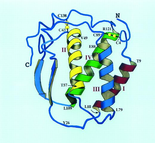 Fig. 2. A molecular model of human SCF structure. The model is based extensively on the published structure of human M-CSF (Modified and reprinted with permission from Pandit et al.69 Copyright 1992 American Association for the Advancement of Science.) and the M-CSF/SCF alignment of Bazan.66 The SCF four helix bundle with two long overhand loops is shown as a ribbon diagram. The location of the two intramolecular disulfide bonds is shown in yellow, and the helix boundaries are indicated in the single amino acid code. The interhelical loop lengths have been altered from the M-CSF structure to account for the slightly longer predicted loops of SCF. Tyr26 may be part of the dimer interface for SCF; this residue corresponds to Cys31 of M-CSF, the site of the single M-CSF interchain disulfide bond (Cys31-Cys31 ).