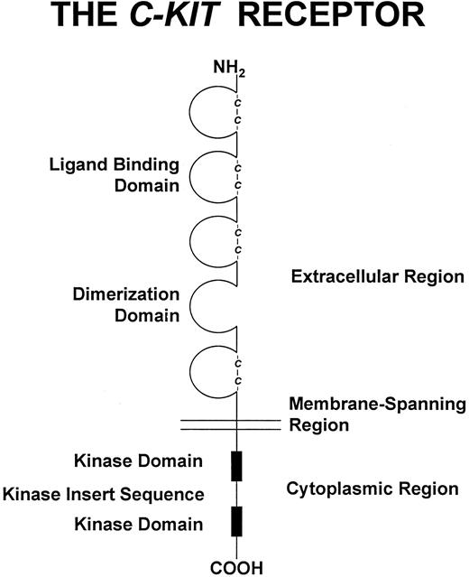 Fig. 3. The c-kit receptor. The ATP binding site is found in the kinase domain proximal to the cell membrane. The phosphotransferase region is in the kinase domain distal to the cell membrane. As described in the text, a soluble form of the c-kit receptor generated by cleavage at a site near the membrane-spanning region has also been identified.