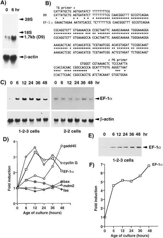 Fig. 1. Identification of the EF-1α gene as an upregulated gene by wild-type p53 in the erythroleukemic cell line 1-2-3, which expresses only the temperature-sensitive p53 (Val-135).28 We identified bands with higher intensity at 32°C than that at 37°C by the DD method using a Delta RNA Fingerprinting Kit (Clontech). One band (D9) was confirmed by Northern blotting analysis (A). (B) Sequence comparison of the D9 clone with the mouse EF-1α gene (GenBank/EMBL m17878). (C) Time course of the expression of the EF-1α gene in 1-2-3 cells and 2-2 cells after the temperature-shift. (D) Comparison of the patterns of expression of several genes that have been suggested to be upregulated by wild-type p53. (E) Western blotting analysis of EF-1α protein. (F ) The pattern of induction of EF-1α protein in 1-2-3 cells after the temperature-shift.