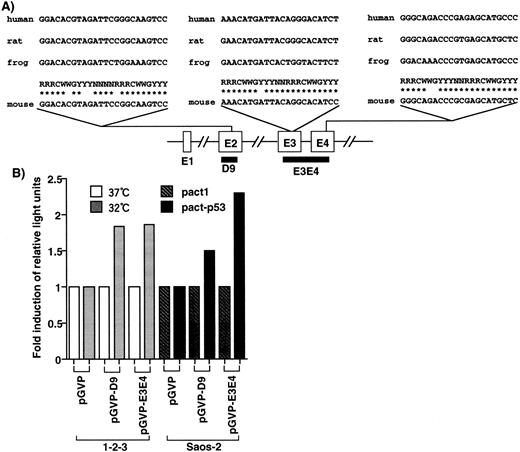 Fig. 2. Identification of p53-responsive elements in the EF-1α gene. (A) Elements homologous to the p53-responsive consensus (RRRCWWGYYY)36 were identified in exon 2 (4-base mismatch), exon 3 (1-base mismatch), and exon 4 (2-base mismatch), respectively. These elements were conserved in the human, rat, and frog EF-1α gene. D9 contained the consensus sequence in exon 2. (B) D9 and genomic region (E3E4) that contained the consensus elements conferred the p53-inducibility.