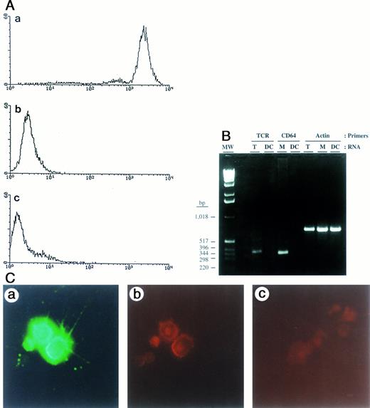 Fig. 1. Analysis of surface markers by FACS, expression of mRNA transcripts by RT-PCR, and staining for HIV-1 p24 antigen in purified blood DC. (A) Blood DC stained with (a) anti–HLA-DR, (b) anti-CD14, and (c) anti-CD3. (B) TcR and FcγRI (CD64) mRNA expression in DC, T cells, and monocytes. RT-PCR products were analyzed on a 2% agarose gel: TcR (386 bp), CD64 (345 bp), and actin (665 bp) are indicated. Molecular weight markers are on the far left, with their size in basepairs indicated on the left. (C) Immunofluorescence staining of HIV-1–infected blood DC with antibodies against HLA-DR and p24 antigen. Cells were double-stained with FITC-conjugated anti–HLA-DR MoAb (a), an anti-p24 mouse IgG1 MoAb followed by phycoerythrin (PE)-conjugated rat antimouse antibody (b), and an irrelevant, isotype-specific IgG1 control MoAb followed by PE-conjugated rat antimouse antibody (c). Original magnification × 20.