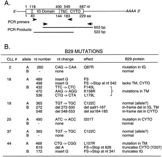 Fig. 3. Summary of mutations and alterations identified in cDNA clones generated from B-CLL cell B29 mRNA species by RT-PCR. RT-PCR reactions were performed with 2 μg of cellular RNA from 6 selected B-CLL cell samples using two overlapping pairs of B29-specific primers (A). RT-PCR products were cloned and fully sequenced. A summary of the alterations detected in these B29 mRNA sequences and of their predicted consequences for B29 protein translation and function is shown (B). Two kinds of B29 mRNA clones (designated A and B) were detected in all B-CLL cell samples and are presumed to correspond to the products of B29 alleles. Numbering of the cDNA and amino acid sequences begins with the first base of the ATG methionine codon initiating translation. IG Domain denotes the B29 Ig-like domain. TM and CYTO denote the B29 transmembrane and cytoplasmic segments, respectively.
