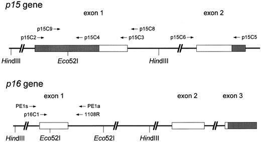 Fig. 1. Representation of the p15INK4B and the p16INK4A genes. Their exons are depicted with noncoding regions shaded gray. The primers used in this study and the restriction sites for HindIII and methylation-sensitive Eco52I are also shown.