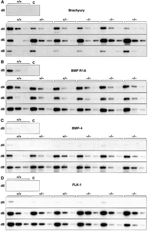 Fig. 1. Normal induction of early mesoderm-associated genes in control and scl-null EBs. (A through D) Expression of the early pan-mesodermal marker Brachyury, the ventral mesoderm inducing gene BMP-4, its type I receptor (BMP R1A), and the VEGF receptor tyrosine kinase flk-1 are shown at day 0, 4, 6, and 8 of embryoid body differentiation. At each time point, wild-type (+/+) or scl-heterozygous (+/−) lines are compared with three independent scl-null lines (−/−), except for day 0, when expression is shown for undifferentiated wild-type (+/+) ES cells only. RT-PCR amplification of three fivefold serial dilutions of cDNA is shown for each line. C, control lane with no cDNA added.
