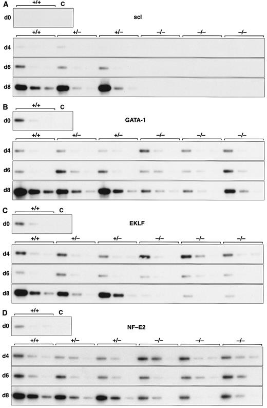 Fig. 2. Expression of hematopoietic genes in differentiating control and scl-null EBs. RT-PCR amplification of three fivefold serial dilutions of cDNA for each of the indicated genes is shown for each line at day 0, 4, 6, and 8 of embryoid body differentiation. As in Fig 1, the genotype of the cell line (+/+, +/−, or −/−) is indicated above the panel. Note the discordance in expression between control cells and scl-null cells for GATA-1, EKLF, NF-E2, c-myb, vav, and α globin at the day-8 timepoint.