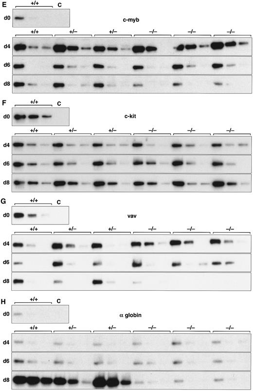 Fig. 2. Expression of hematopoietic genes in differentiating control and scl-null EBs. RT-PCR amplification of three fivefold serial dilutions of cDNA for each of the indicated genes is shown for each line at day 0, 4, 6, and 8 of embryoid body differentiation. As in Fig 1, the genotype of the cell line (+/+, +/−, or −/−) is indicated above the panel. Note the discordance in expression between control cells and scl-null cells for GATA-1, EKLF, NF-E2, c-myb, vav, and α globin at the day-8 timepoint.