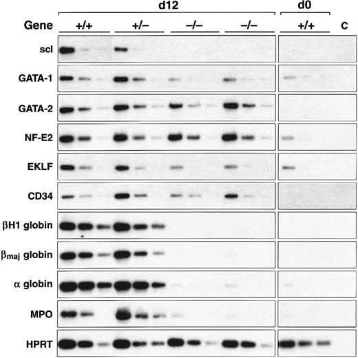 Fig. 3. scl-null EBs express endothelial genes but not specific erythroid and myeloid genes. RT-PCR amplification of three fivefold serial dilutions of cDNA for each of the indicated genes is shown for each ES cell line of indicated genotype after day 0 and day 12 of differentiation.