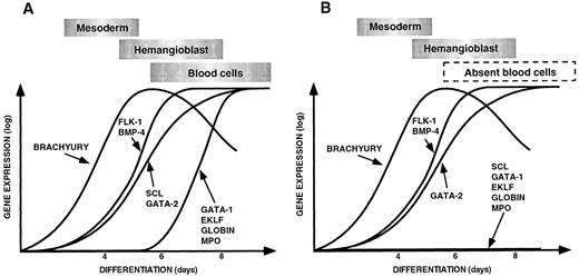 Fig. 5. (A) Sequential expression of genes required for ventral mesoderm induction, hemangioblast formation, and hematopoiesis and vasculogenesis during control EB differentiation. (B) Pattern of gene expression observed during differentiation of scl-null EBs showing a failure of expression of hematopoietic-restricted genes. The data for this figure was derived from gene expression in embryoid bodies harvested at 4, 6, and 8 days of differentiation compared with the expression of each gene in undifferentiated ES cells. Expression levels were quantitated on the phosphorimager as described in Materials and Methods. The expression of each gene in undifferentiated ES cells was normalized to the base line and the maximal level of expression given the same arbitrary value for each gene. Gene expression is shown on a logarithmic scale on the Y axis, and the day of differentiation is indicated on the X axis. The points have been linked to form a curve to make the data easier to appreciate. The approximate timing of the major developmental processes of mesoderm induction, hemangioblast formation, and blood cell differentiation are shown in boxes above the curves.