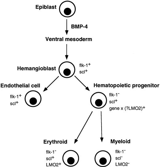 Fig. 6. Correlation of major events in hematopoietic development with expression of flk-1, scl, and LMO2. Gastrulating epiblast cells give rise to ventral mesoderm under the influence of BMP-4. Putative hemangioblasts expressing flk-1 and scl differentiate down endothelial and hematopoietic pathways. The molecular event(s) (gene x), which specifies a hematopoietic progenitor and downregulates flk-1, is not known, although LMO2 is a possible candidate. Differentiating erythroid lineage cells continue to express scl and LMO2 but their expression is extinguished in myeloid cells.