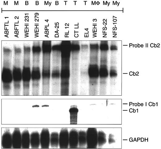 Fig. 2. Cb2 and Cb1 mRNA expression in murine hematopoietic cell lines. RNAse protection on 10 μg of total RNA of different murine hematopoietic cell lines, using Cb2 probe II and Cb1 probe I (see Fig 1A). The hematopoietic phenotype of the cell lines is indicated at the top of the figure. M, mast cell; B, B lymphoid; My, myeloid; T, T lymphoid; MΦ, macrophage.