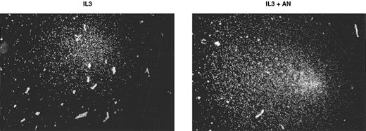Fig. 5. Effect of ananadamide on the size of IL-3–induced normal bone marrow colonies. Examples of representative IL-3–induced normal bone marrow colonies after 14 days of culture with (IL-3+AN) or without anandamide (IL-3).