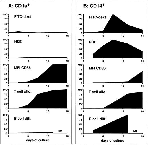 Fig. 11. Evolution of functions during DC subpopulation maturation. The figure represents parameters of DC activities as a function of time. MFI of CD86 illustrates the progression of DC maturation. FITC dextran illustrates the capacity of antigen uptake. NSE illustrates the lysosomal activity. T-cell alloreaction illustrates the capacity to activate naive T cells. B-cell differentiation illustrates the capacity to induce naive B-cell differentiation in response to IL-2. To plot the different parameters on a same scale, values were calculated as the following ratio: (experimental value/maximal value) × 100; the maximal value being the maximal value obtained with either CD1a or CD14 populations. (A) The evolution of the CD1a-derived cells activities. (B) The evolution of the CD14-derived cells activities.