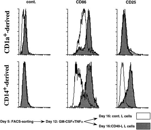 Fig. 9. CD40 triggering upregulates CD25 specifically on CD14-derived DCs. The CD1a- (upper panels) and CD14- (lower panels) derived DC subsets were obtained as described in Materials and Methods and in the legend to Fig 1. At day 12, DC subsets were recovered and cultured over CD40-L–transfected L cells on control L cells (2 × 104 LCs for 1 × 105 DCs) in the presence of GM-CSF for 4 days. Then cells were processed for staining using anti-CD25–PE, anti-CD86–PE, and isotype match control. A total of 5,000 events were acquired. White histograms show phenotype over control L cells and black histograms show phenotype over CD40-L transfected L cells. Results are representative of three experiments.