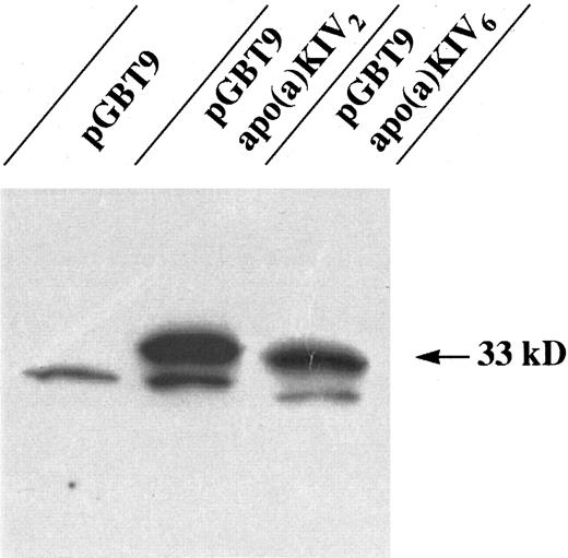 Fig. 1. Western blot analysis of GAL4-BD fusion bait proteins expressed in yeast strain HF7c. The two GAL4 BD hybrid constructs pGBT9-apo(a)KIV2 and pGBT9-apo(a)KIV6 together with pGBT9 vector control were transformed into the yeast strain HF7c and detected by an immunobloting using a MoAb specific for GAL4-BD. The arrow indicates the position of the GAL4-BD fusion proteins.