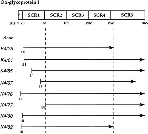 Fig. 2. Interaction of β-2 glycoprotein I clones with apo(a)KIV2 bait in the two hybrid genetic screen. Positive clones obtained on screening of a human liver cDNA library are shown. The distinct domains of β-2 glycoprotein I are shown on the top. The minimal consensus binding domain for apo(a)KIV2 is indicated by dotted lines. SP, signal peptide; SCR, short consensus repeat.