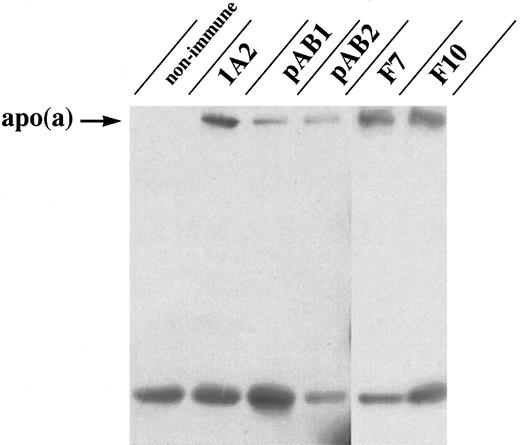 Fig. 3. Coimmunoprecipitation of apo(a)/Lp(a) with β-2 glycoprotein I from human plasma. Immunoprecipitates were formed in plasma by using two different polyclonal (pAB1, pAB2) and two different monoclonal (F7, F10) antibodies raised against β-2 glycoprotein I or nonimmune serum, respectively. Immunodetection for the presence of apo(a) was performed using anti-apo(a) MoAb 1A2. Immunoprecipitation of apo(a) with the apo(a)-specific MoAb 1A2 served as positive control. The band seen at 50 kD represents the reduced IgG heavy chain.