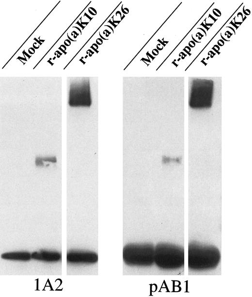 Fig. 6. Coimmunoprecipitation of apo(a) and β-2 glycoprotein I in HepG2 supernatants. HepG2 cells, endogenously expressing β-2 glycoprotein I, were transiently transfected with different apo(a) isoforms (r-apo(a)K10 and K26) or empty vector control. Supernatants were harvested 60 hours postransfection and coimmunoprecipitated using polyclonal antibody against β-2 glycoprotein I (pAB1). Immunoprecipitation of apo(a) with the apo(a)-specific MoAb, 1A2, served as positive control. Immunoprecipitates were resolved by 4% to 12% Tris-Glycin gel electrophoresis and immunodetected by immunoblot analysis using anti-apo(a) MoAb 1A2.