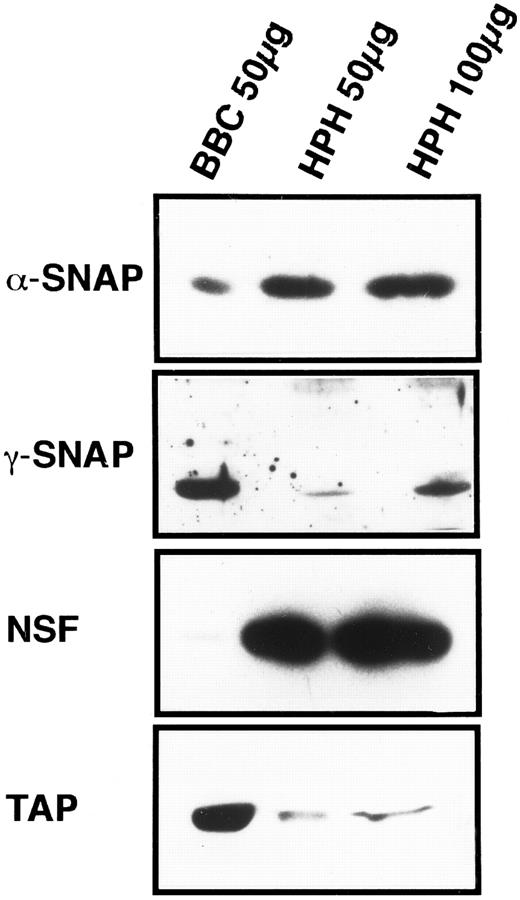 Fig. 1. Platelets contain general proteins of the vesicular transport machinery. HPH was probed for the presence of general vesicular transport proteins. A total of 50 and 100 μg of HPH was analyzed by SDS-PAGE followed by western blotting. Western blots were probed with antisera specific for α-SNAP, γ-SNAP, NSF, and p115/TAP. As a positive control for the specific antisera, 50 μg of bovine brain cytosol (BBC) was examined along side the HPH samples. Exposure times for each of the four antigens were not consistent and therefore should not be regarded as indicative of relative amounts.