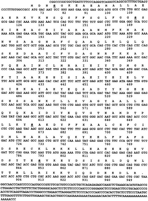 Fig. 2. Nucleotide and amino acid sequence of α-SNAP. The amino acid and nucleotide sequences of human α-SNAP cDNA isolated from a human platelet-derived cDNA library are presented. The numbers correspond to the number of nucleotides and the underlined and bolded amino acids denote potential protein kinase C phosphorylation sites. Only two of the potential sites Ser 35 and Ser 201 are conserved in all of the known α-SNAP sequences.