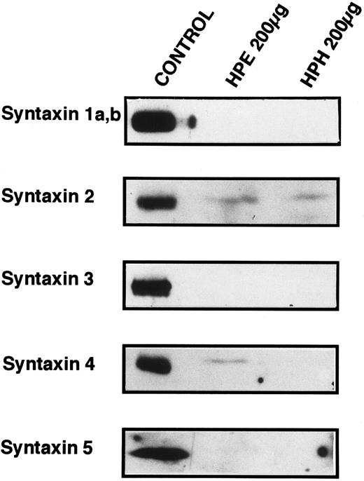 Fig. 5. Syntaxin 2 and syntaxin 4 are present in platelets. SDS-PAGE and Western blotting analyses were employed to determine if previously identified syntaxins are expressed in platelets. Total homogenates (HPH) and membrane extracts (HPE) from platelets were separated by SDS-PAGE and then electroblotted onto nitrocellulose. These blots were probed with the specific antibodies HPC-1 (syntaxin 1a,b), antisyntaxin 2 (syntaxin 2), antisyntaxin 3 (syntaxin 3), antisyntaxin 4 (syntaxin 4), and antisyntaxin 5 (syntaxin 5). The following samples (Control) were used as positive controls for the specific antisera: HPC-1, detergent-solubilized bovine brain membrane extract (BBE, 0.5 μg); antisyntaxin 2, recombinant syntaxin 2 (2.5 ng); antisyntaxin 3, recombinant syntaxin 3 (5 ng); antisyntaxin 4, recombinant syntaxin 4, (2.5 ng); antisyntaxin 5, HepG2 cell detergent-solubilized membrane extract (200 μg).