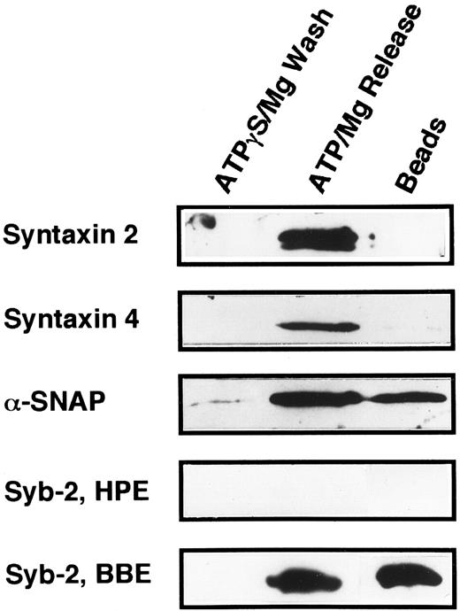 Fig. 6. Platelet syntaxin 2 and syntaxin 4 participate in 20S complex formation. The 20S particle formation assay9 was used to show that syntaxin 2 and 4 behave as SNAREs in platelets. HPE, α-, γ-SNAP, and NSFmyc were incubated for 30 minutes at 4°C. The binding buffer contained 0.5 mmol/L ATPγS and 1 mmol/L EDTA. The NSFmyc was then immunoprecipitated with an excess of anti-myc, 9E10, antibody coupled to Protein G-Superose beads. Following immunoprecipitation, the beads were washed first in binding buffer and then with ATPγS/Mg (ATPγS/Mg Wash). The beads were specifically eluted with ATP/Mg (ATP/Mg Release). Material remaining on the beads was harvested by treatment with 200 mmol/L glycine/HCl, pH 2.7, O.5% Triton X-100 (Beads). All eluted proteins were analyzed by SDS-PAGE followed by Western blotting. Blots were probed with antisera directed against syntaxin 2, syntaxin 4, α-SNAP, and synaptobrevin 2. In Syb-2, BBE, detergent-solubilized bovine brain membrane extract was used in place of the HPE used in Syb-2, HPE.