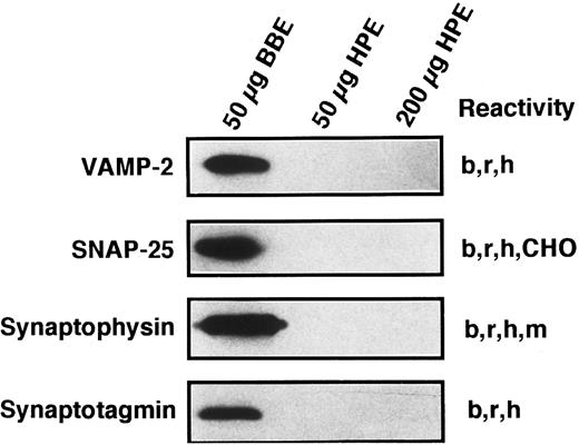 Fig. 7. Known secretory machine proteins that have not been detected in platelets. Platelet membrane extract (HPE) was immunochemically tested for the presence of known SNARE and SNARE-associated integral membrane proteins. HPE in the amounts of 50 and 200 μg was examined by SDS-PAGE, Western blotting, and probing with antibodies against VAMP-2, SNAP-25, synaptophysin, and synaptotagmin (see Materials and Methods). Fifty micrograms of detergent-solubilized bovine brain membrane extract (BBE) were analyzed in parallel as a positive control for these antisera. The immunoreactivities of these antibodies are given to the right of each blot: bovine (b), CHO cells (CHO), human (h), mouse (m) rat (r).