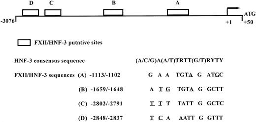 Fig. 5. Schematic diagram of FXII gene promoter and the location of four putative binding site for HNF-3. Location of HNF-3 putative binding sites on the 5′-flanking region of FXII gene. Abbreviations for nucleotides are as follows: R = G or A; Y = C or T. The mismatches from the consensus sequence deduced for HNF-3 binding sites48 are underlined.