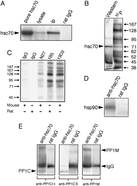 Fig. 3. hsc70 forms a complex with hsp90 and PP1. hsc70 was immunoprecipitated from lysates of 5 × 108 resting platelets with MoAb 1B5 and probed with the indicated antibodies. 32P-labeling, immunoprecipitations (Ips), gels, and immunoblotting were as described in the Materials and Methods. (A) hsc70 in resting platelets. Preparations were separated by 8% SDS-PAGE minigels and immunoblotted with anti-hsc70 antibody 1B5. Pure hsc70 refers to 5 μg of purified hsc70; lysate refers to a whole-platelet lysate from 1.1 × 107 platelets; IP refers to an anti-hsc70 Ip; and rat IgG refers to a control Ip with nonimmune rat IgG. (B) hsc70 phosphoprotein complex. Both lanes represent anti-hsc70 Ips of 32P-labeled resting platelets. Western is an anti-hsc70 immunoblot; 32P is an autoradiogram. (C) Autoradiogram of immunoprecipitates from control (resting) platelets with nonimmune rat and mouse IgGs, and with specific MoAbs against hsc70 (N27, 1B5, and 13D3). Immunoprecipitates were separated by 10% SDS-PAGE minigels. (D) hsc70 complex with hsp90. Both lanes are Ips of resting platelets blotted with anti-hsp90. Anti-hsc70 is an anti-hsc70 Ip; rat IgG is a nonimmune rat IgG Ip. (E) hsc70 complex with PP1. Resting platelet Ips were blotted with antibodies raised against different subunits of PP1. Anti-hsc70 is an anti-hsc70 Ip; rat IgG is a nonimmune rat IgG Ip. The lower labels indicate the antibodies used for blotting. The arrow labels designate specific proteins; PP1C identifies PP1Cα and PP1Cδ, which migrated similarly.