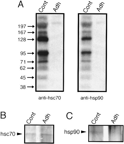 Fig. 4. Platelet adhesion to collagen causes dephosphorylation of hsc70 and hsp90 phosphoprotein complexes. Immunoprecipitates (Ips) from lysates of 32P-labeled platelets were separated by 10% SDS-PAGE minigels. The gels were dried and subjected to autoradiography. Cont refers to Ips from resting platelets and Adh to Ips from platelets adherent to collagen. (A) The two left lanes are anti-hsc70 Ips using the antibody 1B5; the two right lanes are anti-hsp90 Ips using the antibody AC88. (B) Silver stain of hsc70 immunoprecipitates. (C) Silver stain of hsp90 immunoprecipitates. An autoradiogram and silver stain of the gels representative for four experiments are presented.